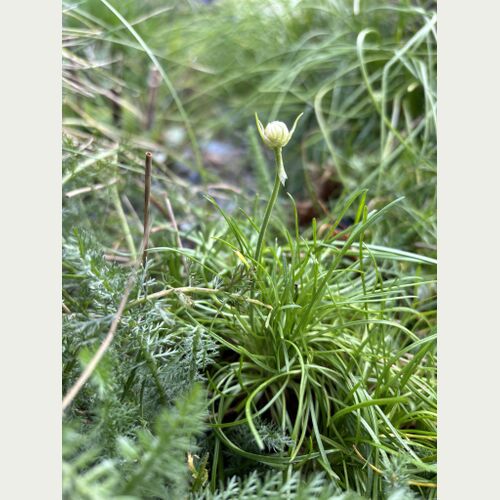 Die ersten Knospen der Grasnelke sind bereits zu erkennen, ab Mai werden rosafarbene Blütenstände erstrahlen.